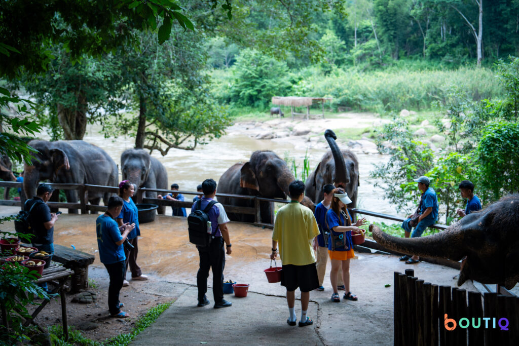 Team Building Exercise at an elephant camp in Chiang Mai